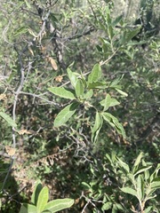 Quercus microphylla