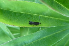 Monochroa tenebrella