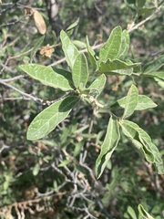 Quercus microphylla