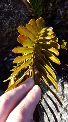 Lomariocycas image