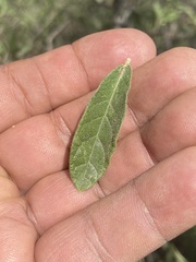 Quercus microphylla