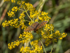 Melitaea britomartis