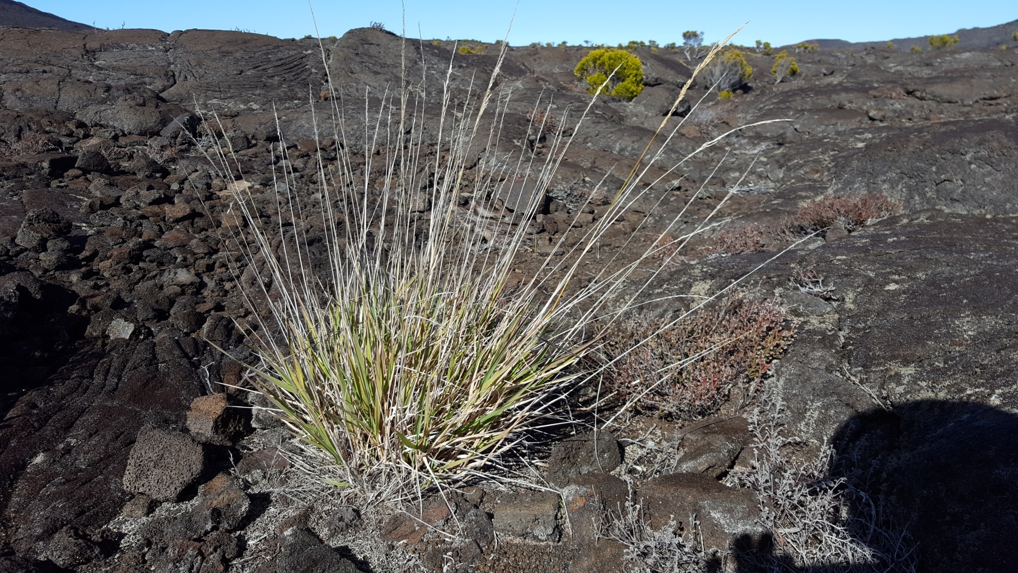 (c) François Rousseu, certains droits réservés (CC BY-NC) https://www.inaturalist.org/observations/124213830