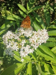 Nymphalidae