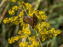Melitaea britomartis