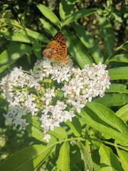 Nymphalidae