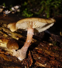 Armillaria hinnulea