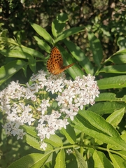 Nymphalidae