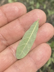 Quercus microphylla