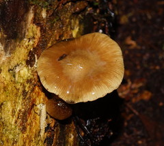 Armillaria hinnulea