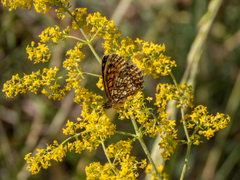 Melitaea britomartis