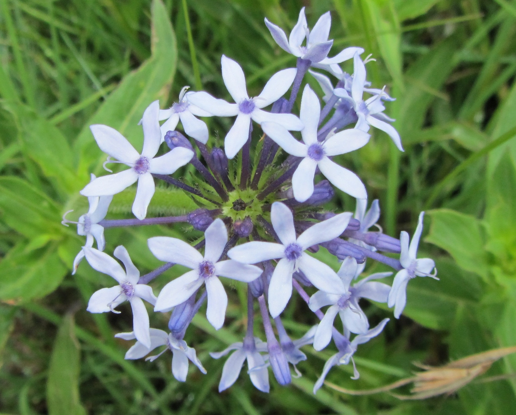 Pentanisia
