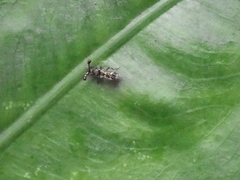 Teleopsis quadriguttata