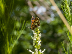 Melitaea britomartis