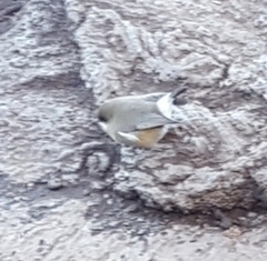 Zosterops borbonicus