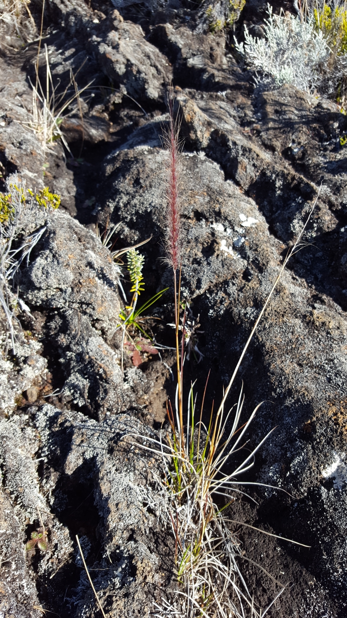(c) François Rousseu, certains droits réservés (CC BY-NC) https://www.inaturalist.org/observations/124213990