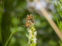 Melitaea britomartis