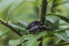 Otiorhynchus armadillo