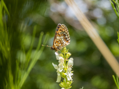 Melitaea britomartis