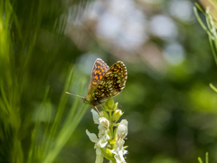 Melitaea britomartis