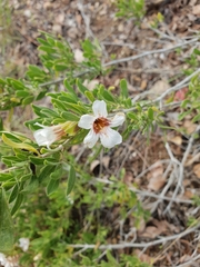 Petalidium aromaticum