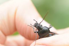 Carabus glabratus