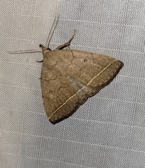 Zanclognatha marcidilinea