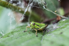 Micropodisma salamandra