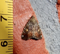 Amyna axis