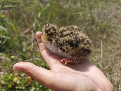 Sterna hirundo longipennis