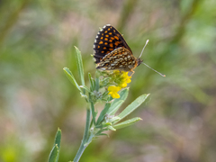 Melitaea britomartis
