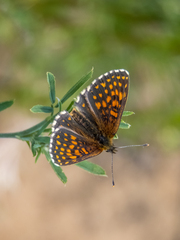 Melitaea britomartis