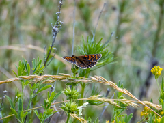 Melitaea britomartis