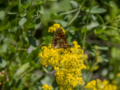 Melitaea britomartis