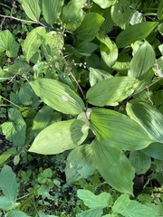 Maianthemum japonicum