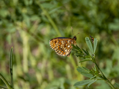 Melitaea britomartis