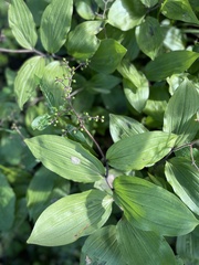 Maianthemum japonicum