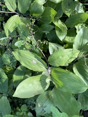 Maianthemum japonicum