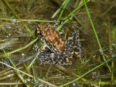 Litoria meiriana