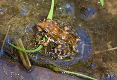 Litoria meiriana