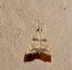 Diplopseustis