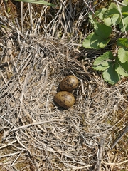 Sterna hirundo longipennis