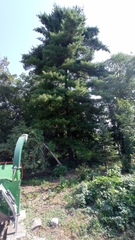 Pinus strobus