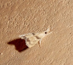 Diplopseustis