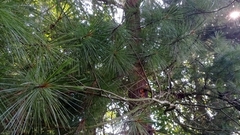 Pinus strobus