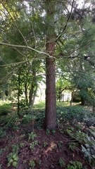 Pinus strobus