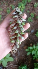 Pinus strobus