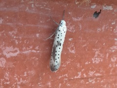 Yponomeuta irrorellus