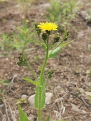 Picris japonica