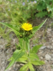 Picris japonica